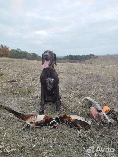 Щенки курцхаара