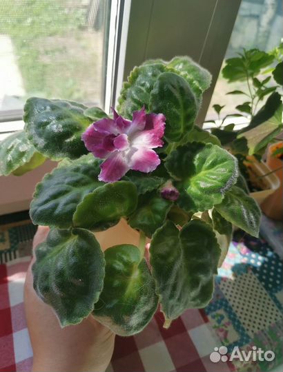 Фиалка сортовая 