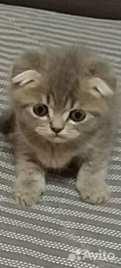 Вислоухий малыш