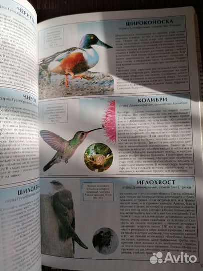 Все о птицах атлас - справочник