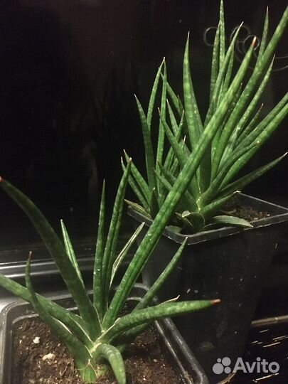 Коллекционные сансевиерии