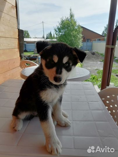 Щенки. Отдам бесплатно