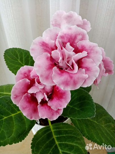 Глоксинии семена