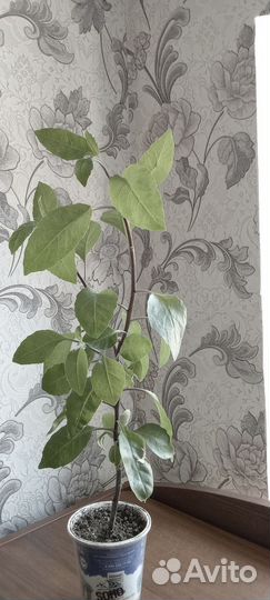 Джинура листья бога