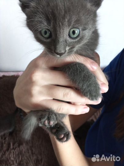 Котята в добрые руки бесплатно