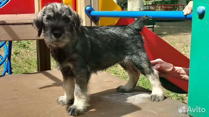 Миттельшнауцер