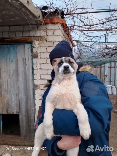 В продаже 2девочки сао рождены 6октября