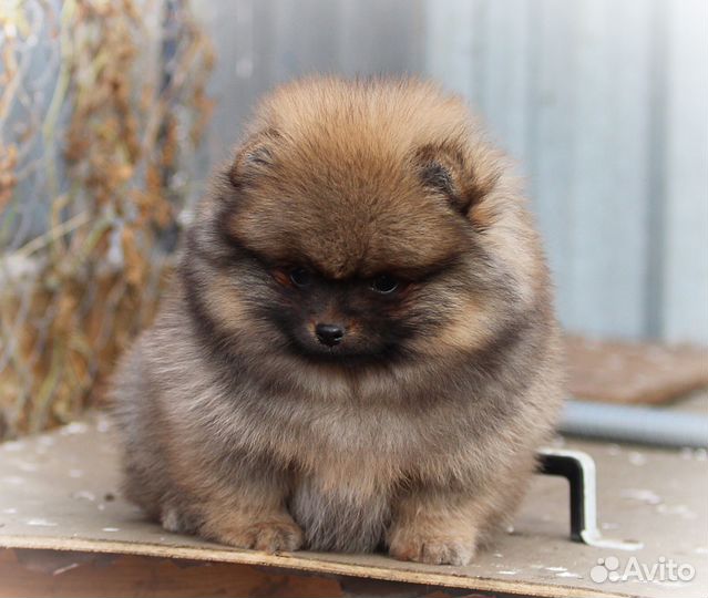 Шпиц