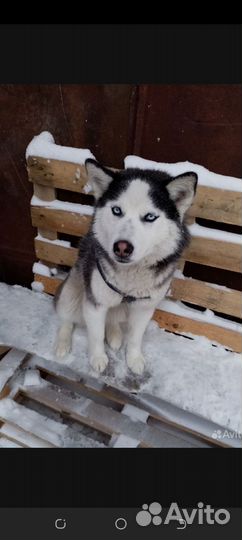 Щенки хаски бесплатно