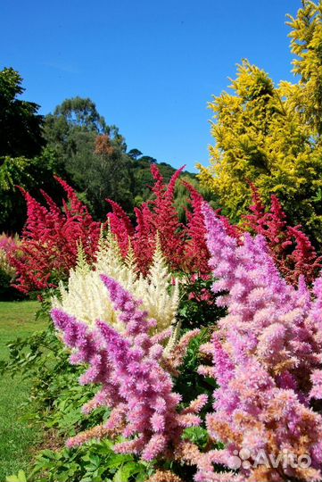 Астильба, хоста