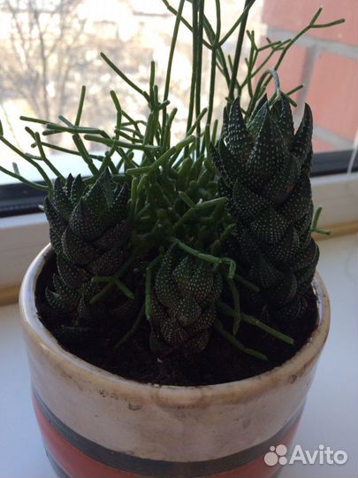 Хавортия Рейнвардта