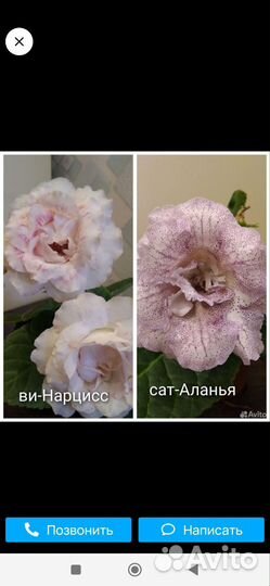 Глоксиния махровая
