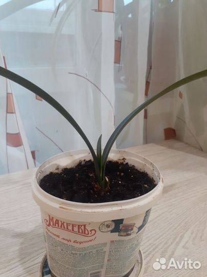 Комнатные растения