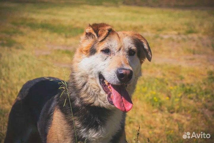 Собаке трудно в приюте