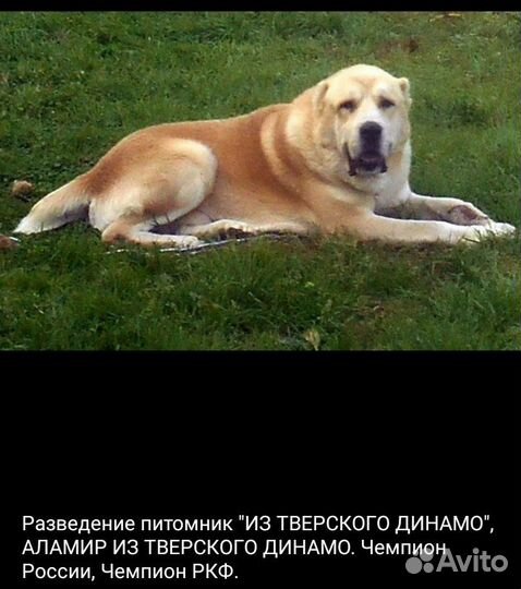 Высокопородные, элитные щенки алабая с документами