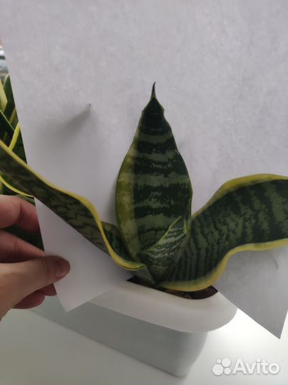 Сансевиерия футура суперба