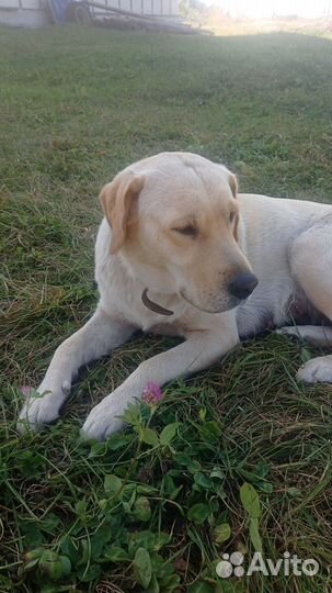Продам щенков Лабрадора в добрые руки 09.09.2023