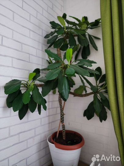 Молочай беложилковый комнатное растение высокое