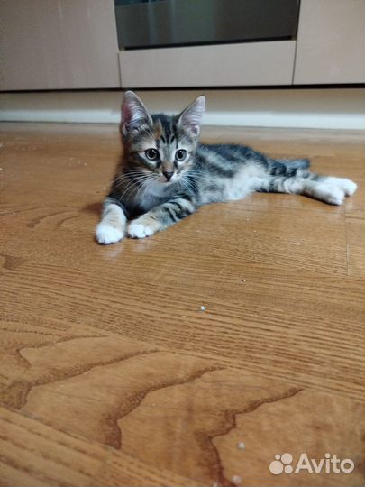 Котята 3мес