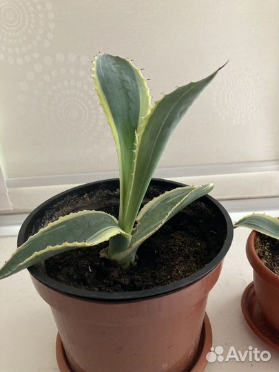 Агава голубая и американская