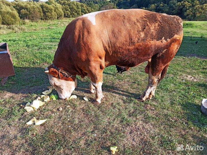Продам быка на племя, мясо