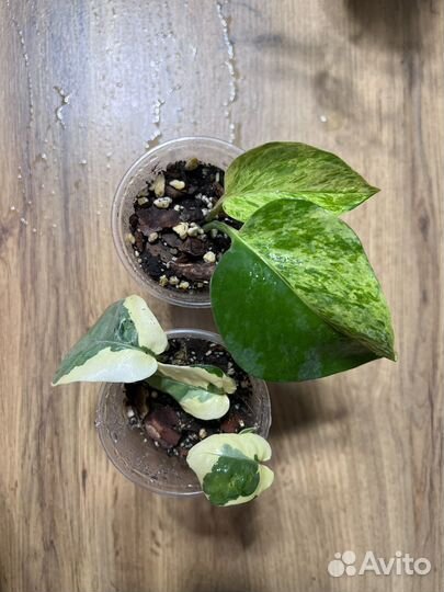 Эпипремнумы, пиннатумы сортовые