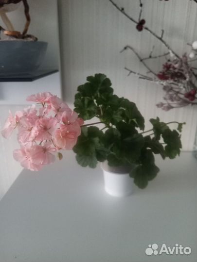 Пеларгония герань, сортовая, полукарликовая