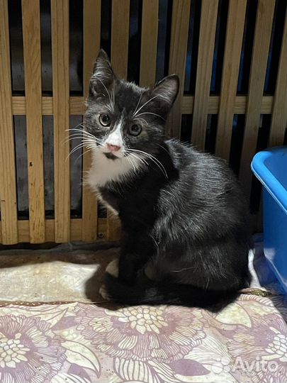 Котёнок в добрые руки