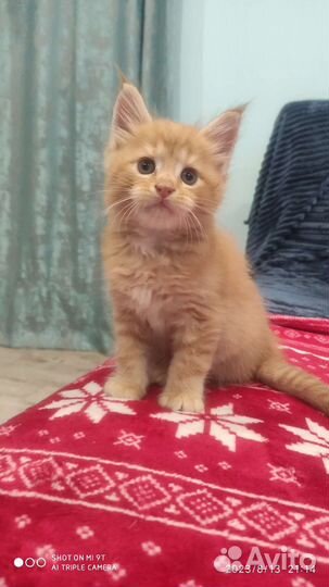 Котята Мейн Кун