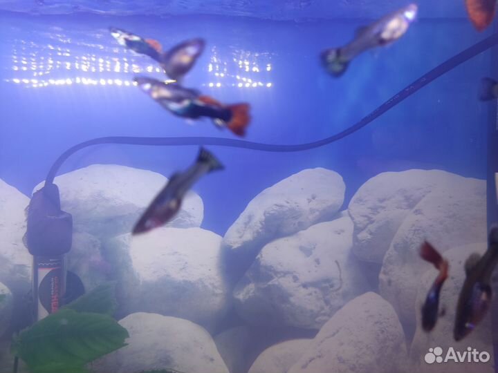 Продаются Гуппи самки и самцы 4 месяца