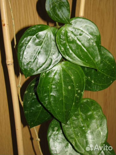 Фикус пумила, хойи