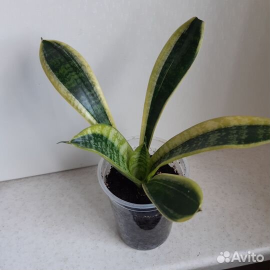 Сансевиерия футура суперба