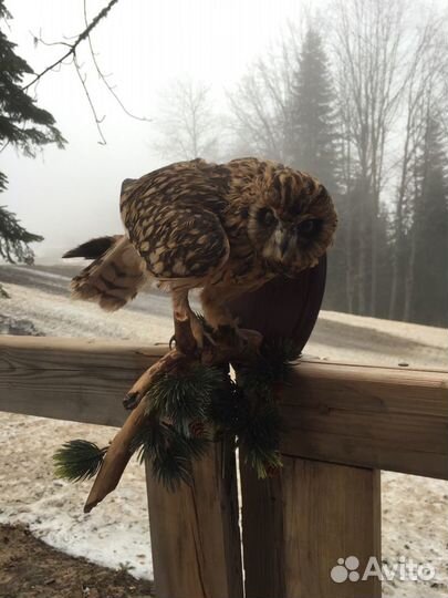 Чучело птицы