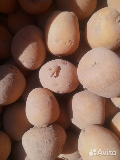 Картофель семенной и крупный, свекла столовая