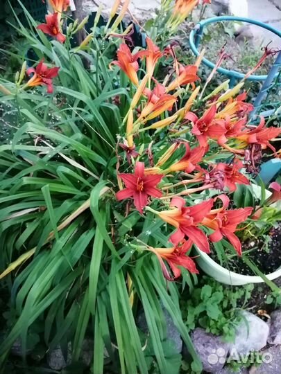 Цветы многолетники