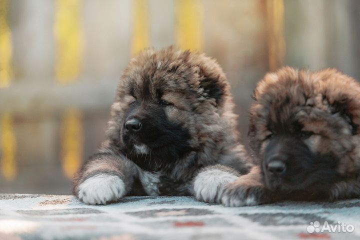 Щенки кавказской овчарки