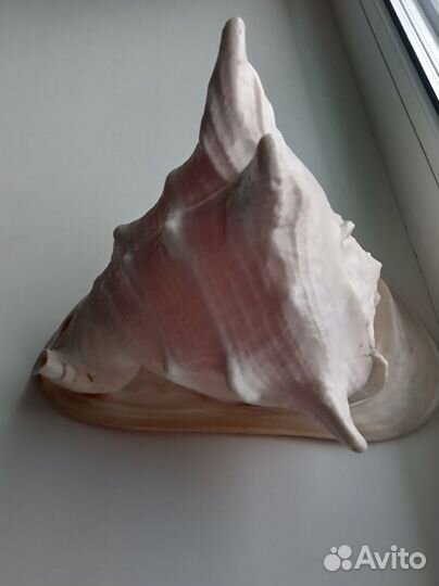 Ракушка большая морская
