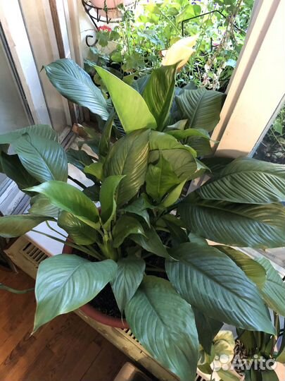 Спатифиллум в горшке 15 л