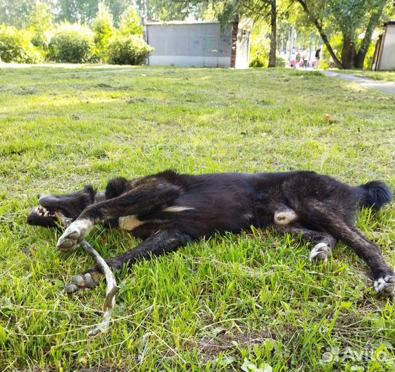 Собака в добрые руки отдам бесплатно