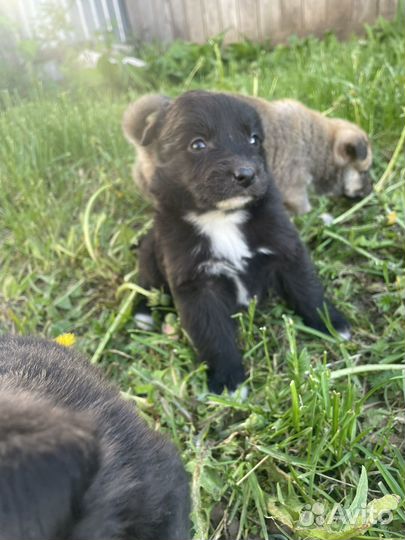 Щенки охранники в добрые руки