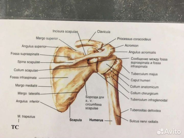 Репетитор по биологии,анатомии,гистологии,латыни