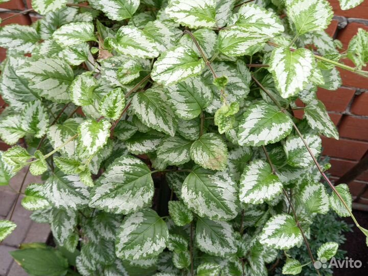 Яснотка ампельная и пион