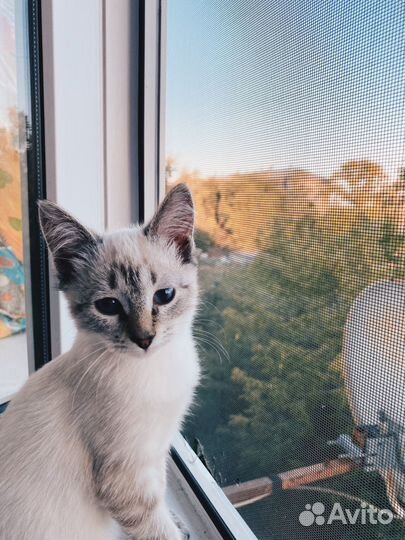 Отдам в добрые руки котенка (тайский метис)