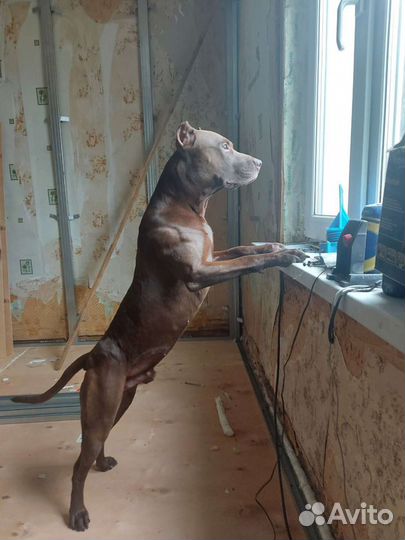 Питбуль вязка