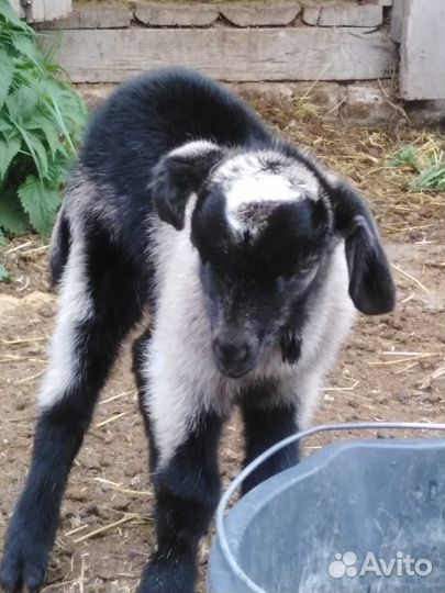 Козлята от нубийского козла