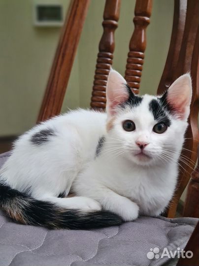 Отдам котенка в хорошие руки