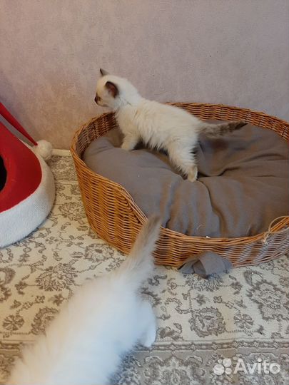 Котята священная бирма