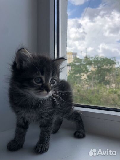 Котята в добрые руки бесплатно