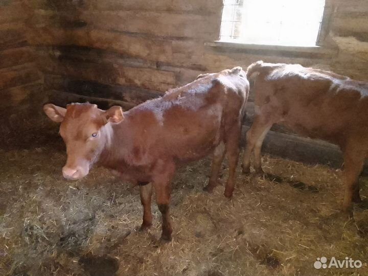 Телята 2 шт по 5 мец