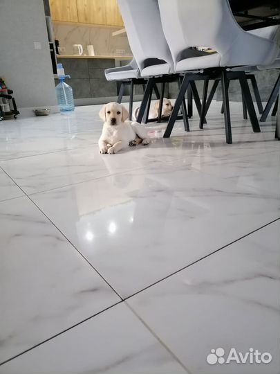 Щенки лабрадора